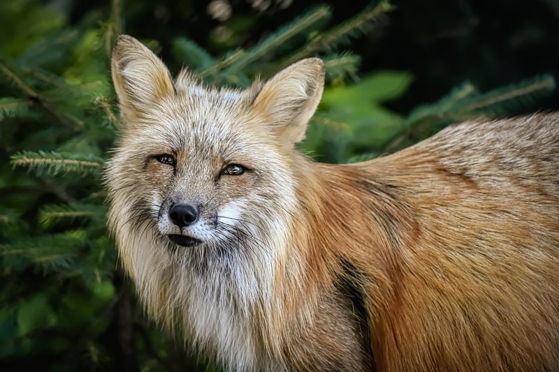 Face Wild Creatures